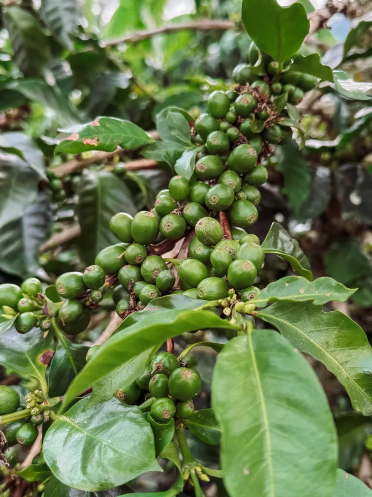 green coffee beans in Finca Mariposa coffee tour
